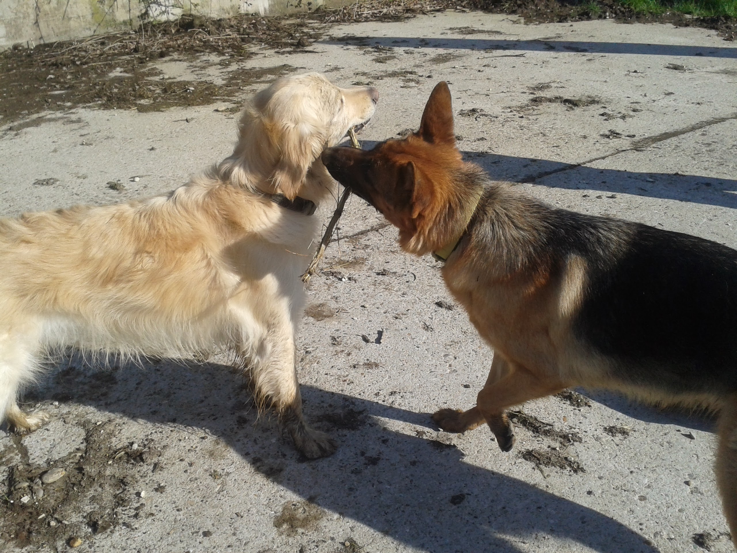 éducation et dressage de chiens Savoie